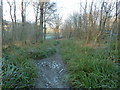 Path junction in Stockard's Wood in RH19 4QN