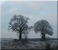 Frosted trees beside A41 in HP4 3AR