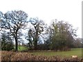 Trees along a stream near Wheatcroft Farm in EX15 1GY