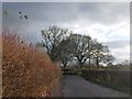 Winter light on a roadside hedge near Upton in EX15 1GY