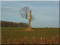 Solitary Tree in and Arable Field, Leys Lane, Boston Spa in LS23 6ER