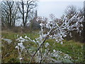 Hoar frost on the fen in PE15 0DZ