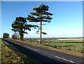 Roadside Trees by Blewbury Barn in OX11 9EU