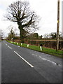 Ivy covered tree on Grove Road in Lea-by-Backford