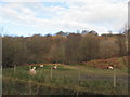 Sheep grazing by Taff Trail/Celtic Trail in CF37 5DH