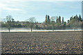 Fields, mist and trees near Hallyburton House in PH13 9JR