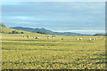 Sheep grazing near Lundie in DD2 5NU