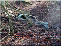 Scrap car in the copse in HP4 1PR