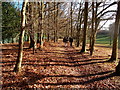 A tree lined footpath near Little Gaddesden in HP4 1NA