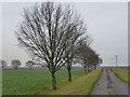 Row of trees on Cock Fen Road in PE14 9QG