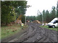 Forestry Workings in Lynford