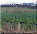 Farmland along Thurlaston Lane in LE9 7TL