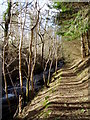 Footpath by  the Clywedog in Clwyd