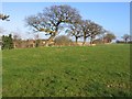 Field Boundary near Lea Newbold Farm in CH3 6EY