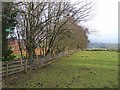 Field and row of trees at Birtley in NE48 3HJ