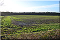 Winter Crops near Aldington Frith in TN25 7AT