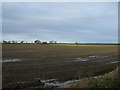 Farmland, Winterfield Farm in TS15 9PX