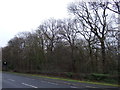Woodland beside Yarm Road (A135) in Preston-on-Tees