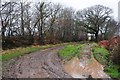 Mid Devon : Muddy Track in EX16 7QH