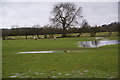 Sheep on waterlogged fields in Staffordshire