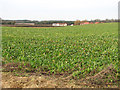 Sugar beet crop south of Hemblington Hill in Hemblington