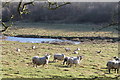 Sheep and Drain near Black Springs in Thoresway