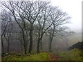 Wooded clough on a misty day in BB5 2DN