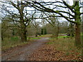 Woodland in Arundel Park in Arundel & Walberton Ward