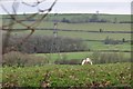 Mid Devon : Grassy Field & Sheep in EX16 9BB