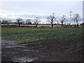 Vegetable field, Foxes Farm Shop in TS19 7ST