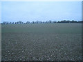 Farmland north of Waltham Trinleys in RG25 2BP