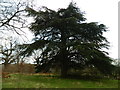 Cedar Tree in Danbury Country Park in CM3 4AN