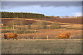 Highland cattle on Loch of Kinnordy RSPB reserve in DD8 5NA