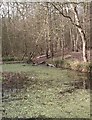 Pond - Thundersley Glen in SS7 1AJ
