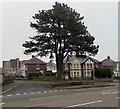 Towering tree at the western end of North Walk, Barry in CF62 7JP