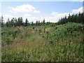 Turf Moor Plantation in KY13 0RR