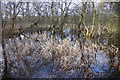 Flooded woodland at Loch of Kinnordy in DD8 5EW