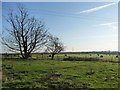 Winter trees on a field boundary in WF3 3QW