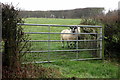 Field entrance with some curious sheep in LU7 9QB