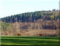 Highland Cattle at Rockylane Farm in RG9 4RD