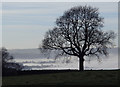 Field and tree overlooking the Derwent valley in DE4 2NN
