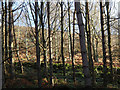 Woodland edge below Fallinge Edge in Beeley