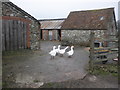 Geese stand guard at Mount Fancy Farm in TA3 5SH
