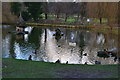 Duck pond at Hartley Wintney in RG27 8PP