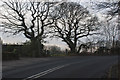 Trees on a bend in Dawsons Lane in PR7 7FP