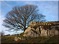 Tree and outcrop by Green Lane in LA23 3NN