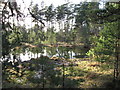 Pond in the Forest in PH26 3NQ