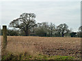 Ploughed field near Sparrow's Farm in CM3 2RB