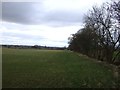 Farmland, Foxton Wood in TS21 2HU