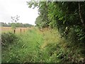 Path on the edge of Muirward Wood in PH2 6NR